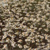 track image - Faller