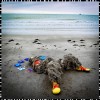track image - Dreams