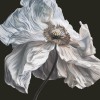 track image - Crystallize