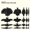 track image - What It's Like to Be a Bat 1
