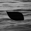 track image - Shoot The Seagull