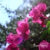 track image - Vida