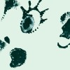 track image - Roo