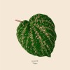 track image - Tropics