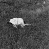 track image - Foremothers