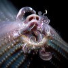 track image - Oral (Olof Dreijer Remix) (feat. Olof Dreijer)