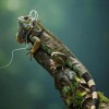 track image - Sloth Slow