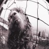 track image - Animal (Remastered)
