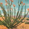 track image - Ocotillo