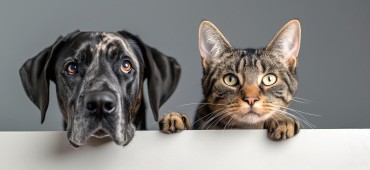 Karmy dla psów i kotów - jaką wybierać?