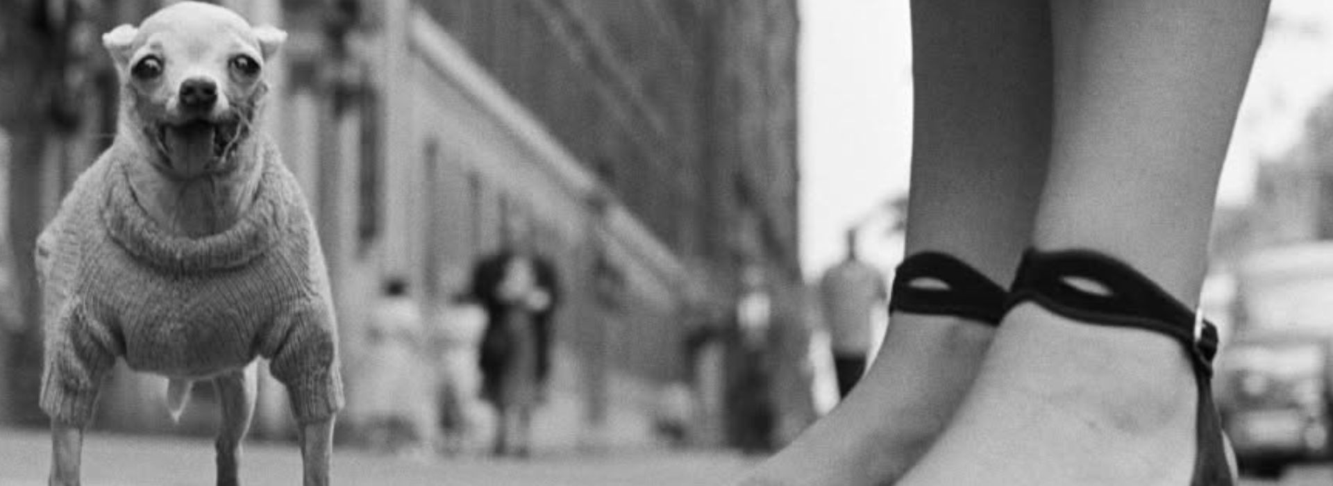 "Elliott Erwitt: Retrospektywa”. Wystawa w Domu Spotkań z Historią