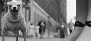 "Elliott Erwitt: Retrospektywa”. Wystawa w Domu Spotkań z Historią