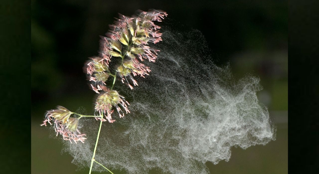Alergia na pyłki – choroba współczesnej cywilizacji
