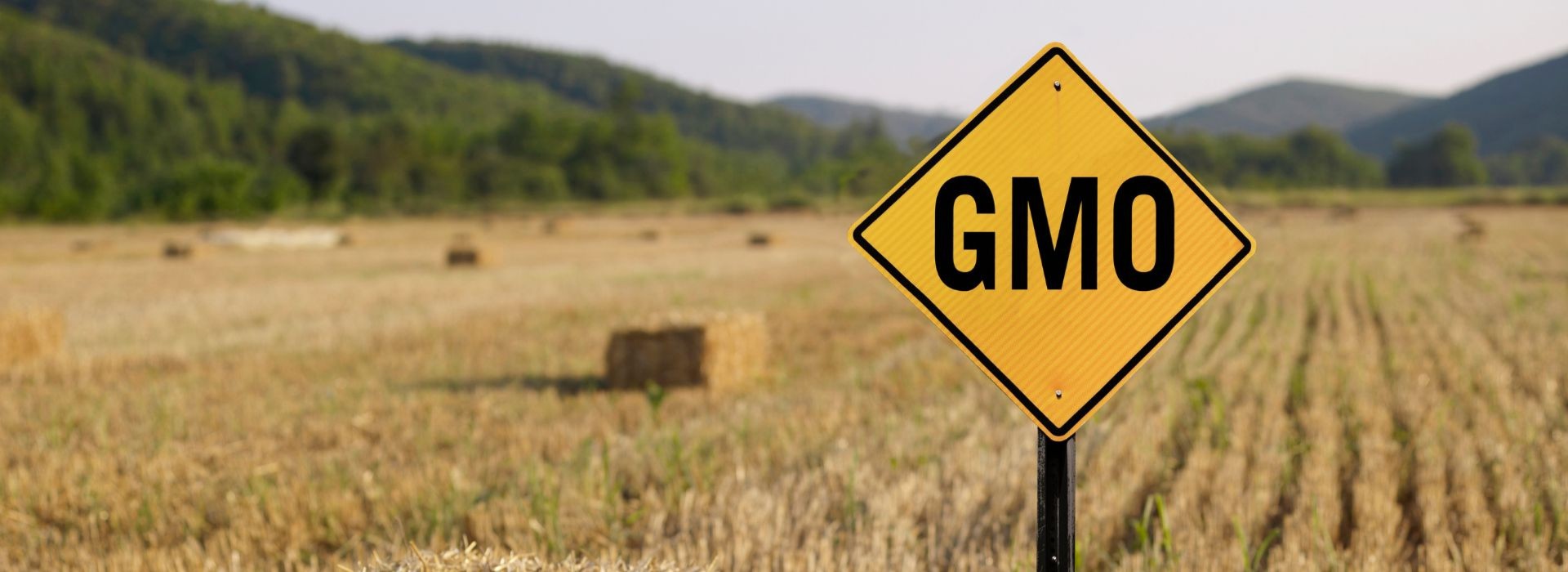 Czy powinniśmy się obawiać żywności GMO?