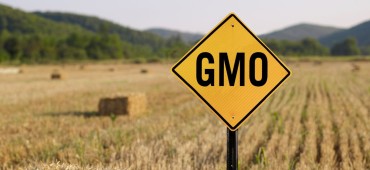 Czy powinniśmy się obawiać żywności GMO?