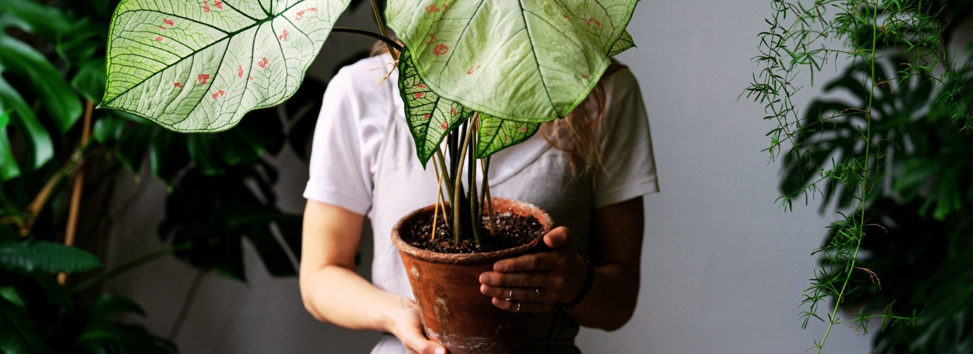 Jak dbać o rośliny domowe jesienią i zimą?