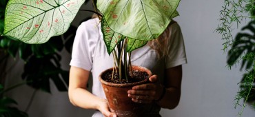 Jak dbać o rośliny domowe jesienią i zimą?