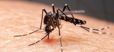 Komary i bąki. Dlaczego polują akurat na człowieka?
