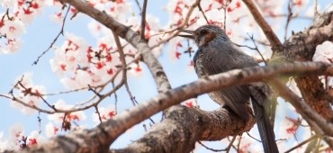 Ornitoterapia, czyli jak ptaki mogą pomóc w walce z depresją