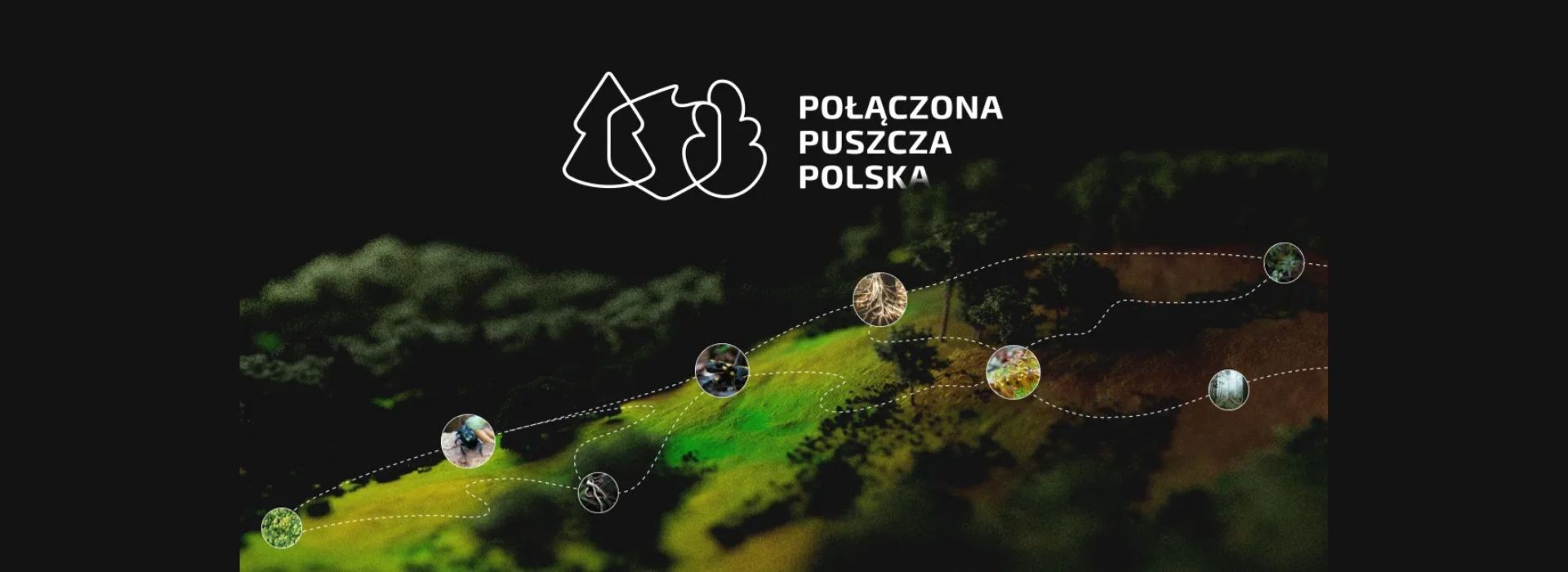 Połączona Puszcza Polska. Inicjatywa ochrony jak największego obszaru lasów w Polsce