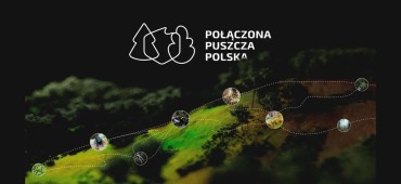 Połączona Puszcza Polska. Inicjatywa ochrony jak największego obszaru lasów w Polsce