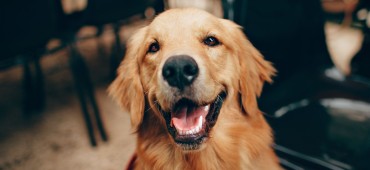 „Sezon na kleszcze” trwa w zasadzie cały rok