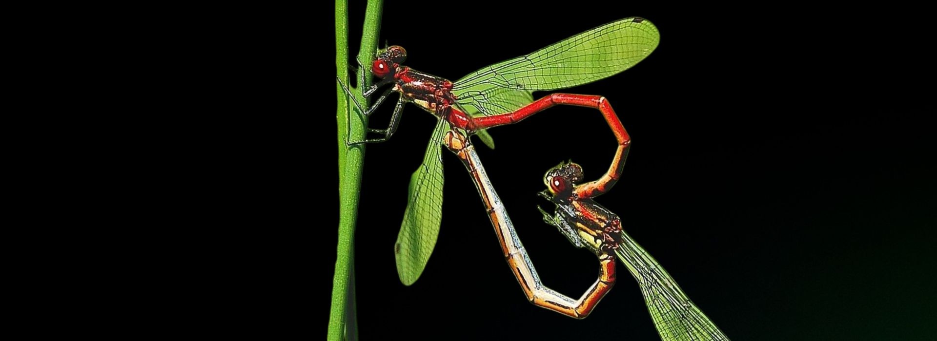 Na kształt serca, czyli o życiu płciowym ważek