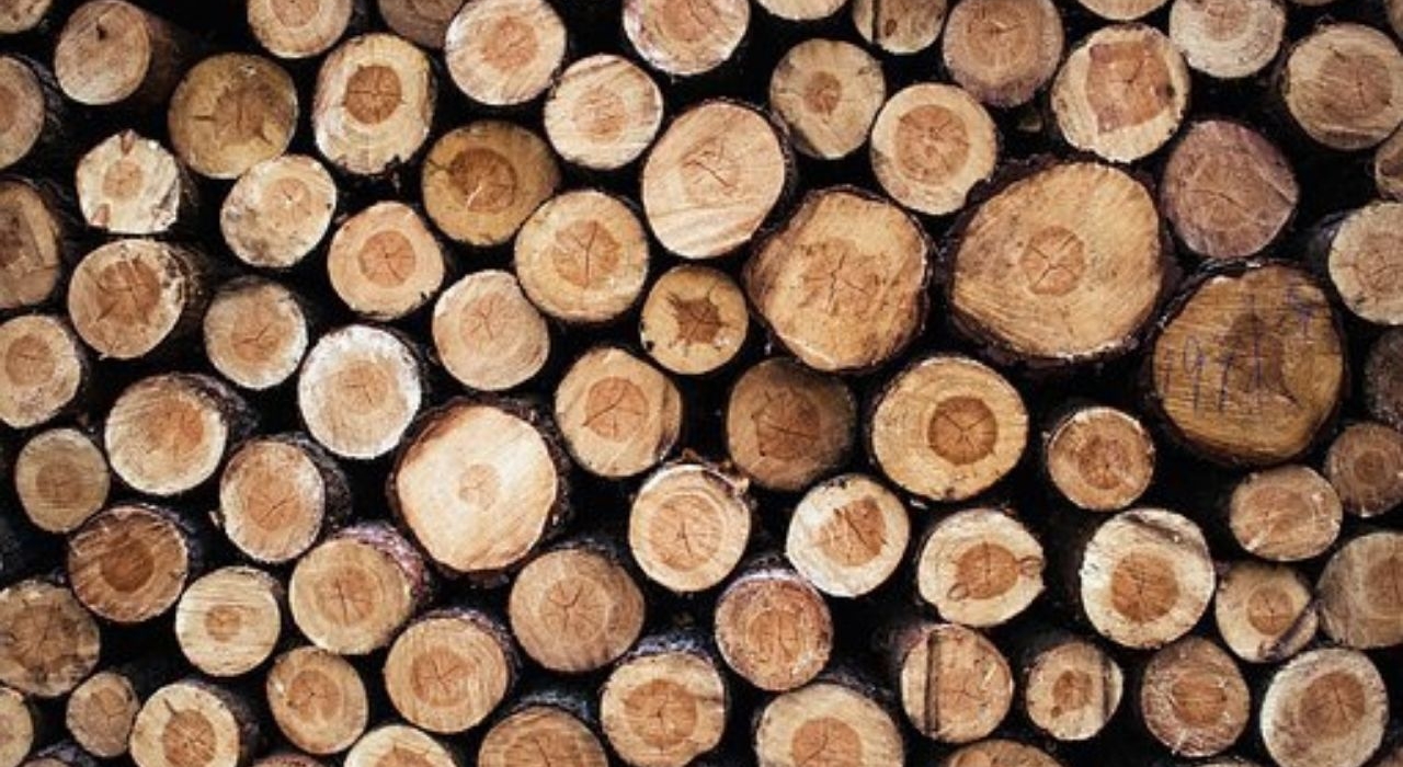 [pt. 18:30] Wycinka drzew w Polsce i skala zapotrzebowania na drewno / Jacek Lekki